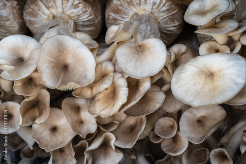 Indian Oyster or Phoenix Mushroom in plastic bags containing spores of mushrooms are yielding in a mushroom culture house.