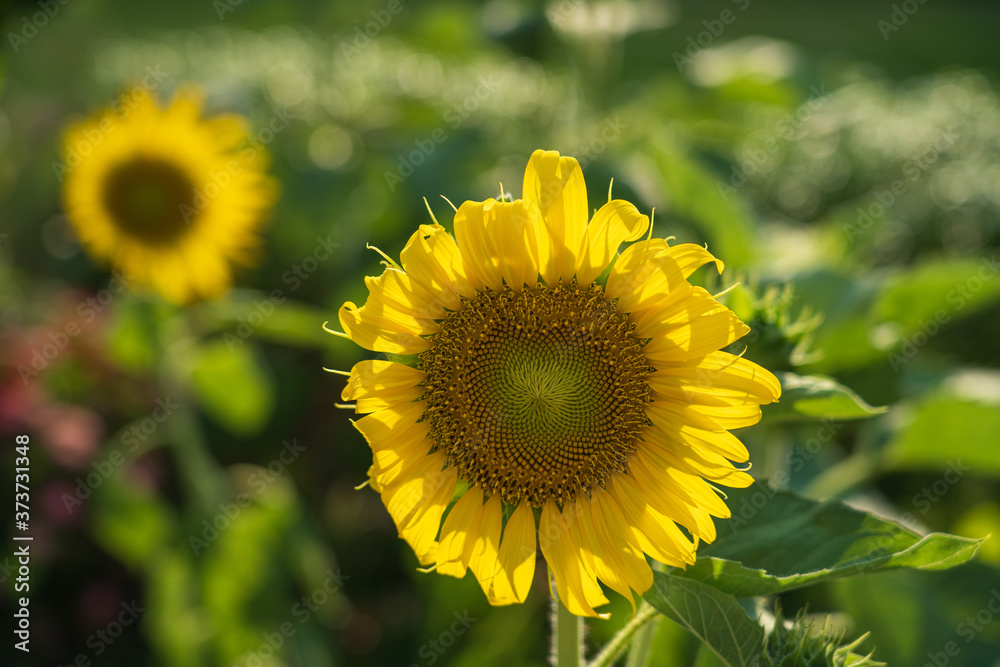 The gorgeous yellow sunflower in the flower garden are blooming in the evening sun light.