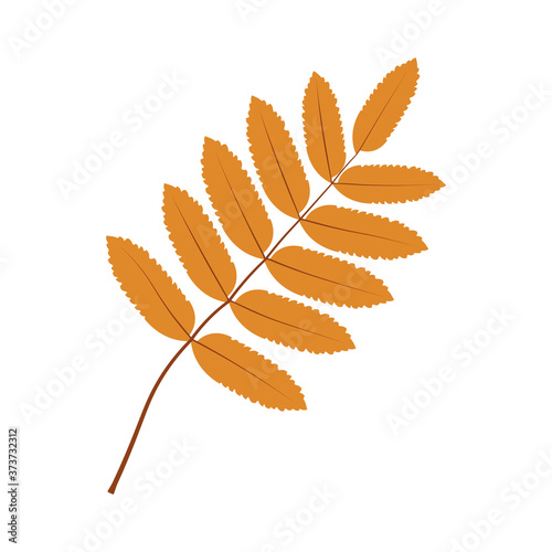 Isolated autumn rowan leaf with veins. Vector illustration.
