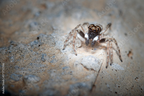 Male Menemerus semilimbatus spider posed on a rock waiting for preys © Jorge