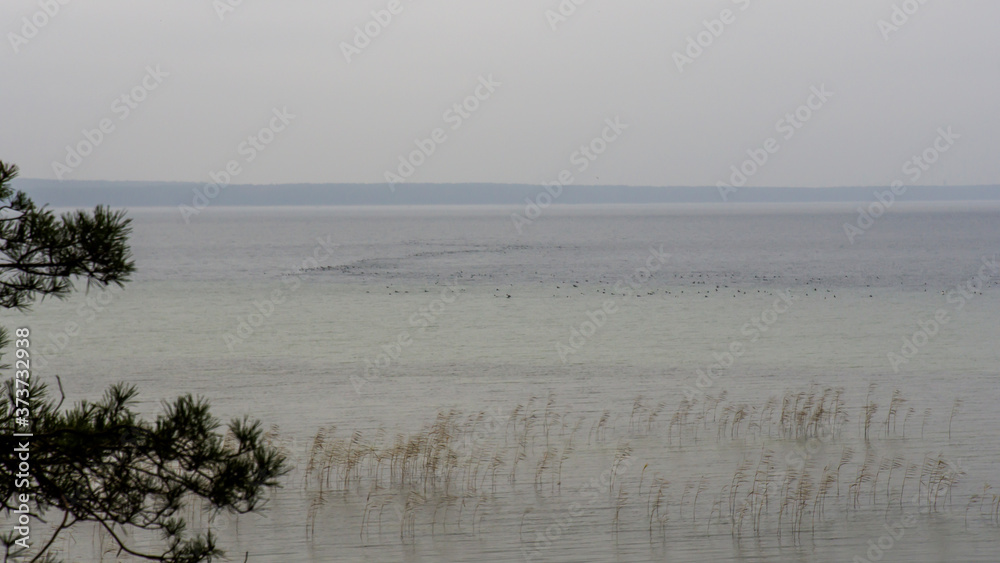 Naklejka premium fog on the lake