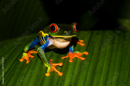 Red-Eyed Tree Frog (Agalychnis callidryas) at Night photo