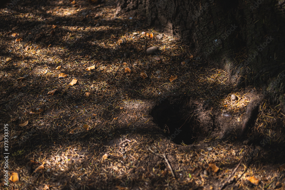 Pine needles and leaves on forest ground Pine needles and leaves on forest ground