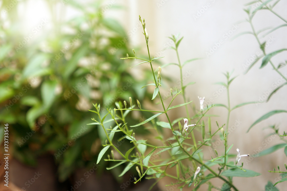 Kariyat, Fresh of Andrographis paniculata plant use for herbal product.