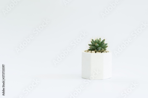 Cactus or succulent plants in pots  over white background.