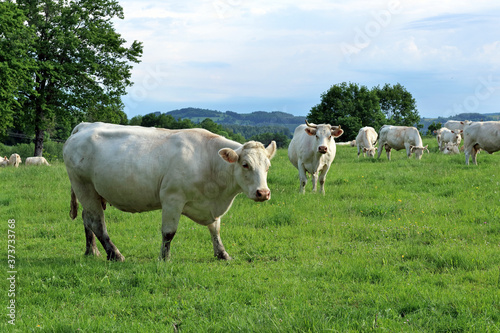 Charolais cows in a pasture in Allier department, Auvergne, France