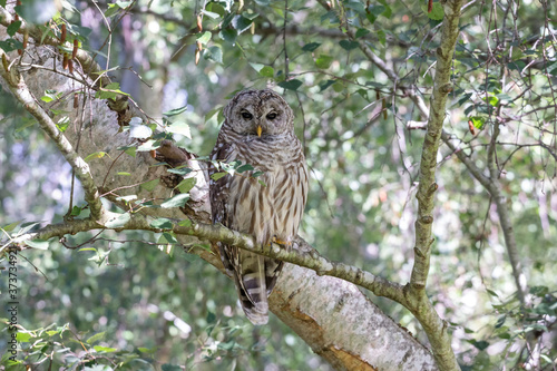 juvenile barred owl bird