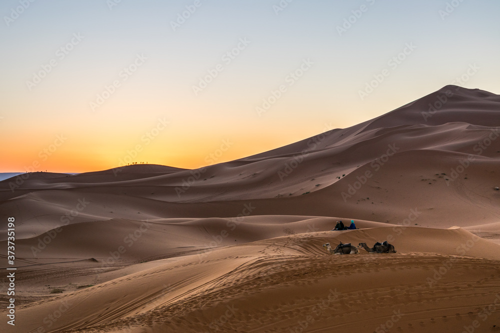 panorama dell'alba nel deserto marocchino di merzouga, con cammelli sdraiati