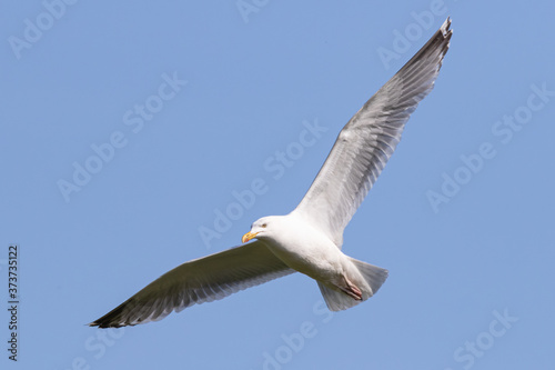 Seagull (Larinae) in flight over blue sky