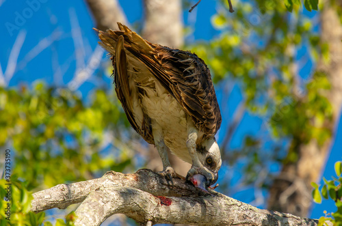 Osprey Feasting on Fish