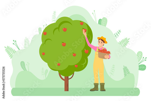 Young gardener in overalls and hat collects ripe apples in wicker basket. harvest. Gardening and self-sufficiency. Green background. Woman works in the garden. Attraction and accumulation of capital