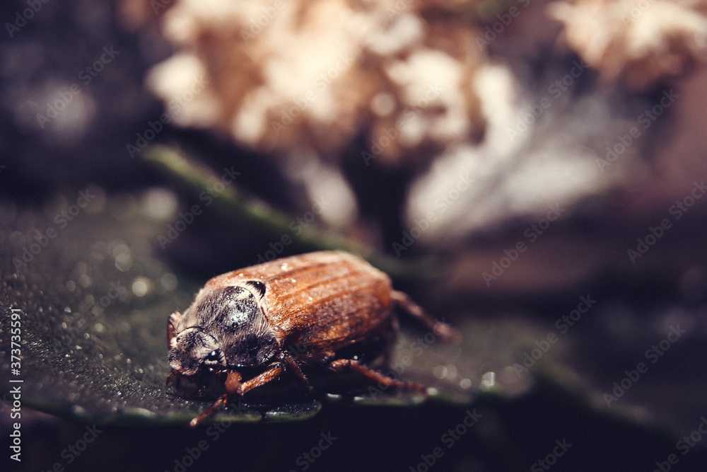 Naklejka premium macro shot of a beetle