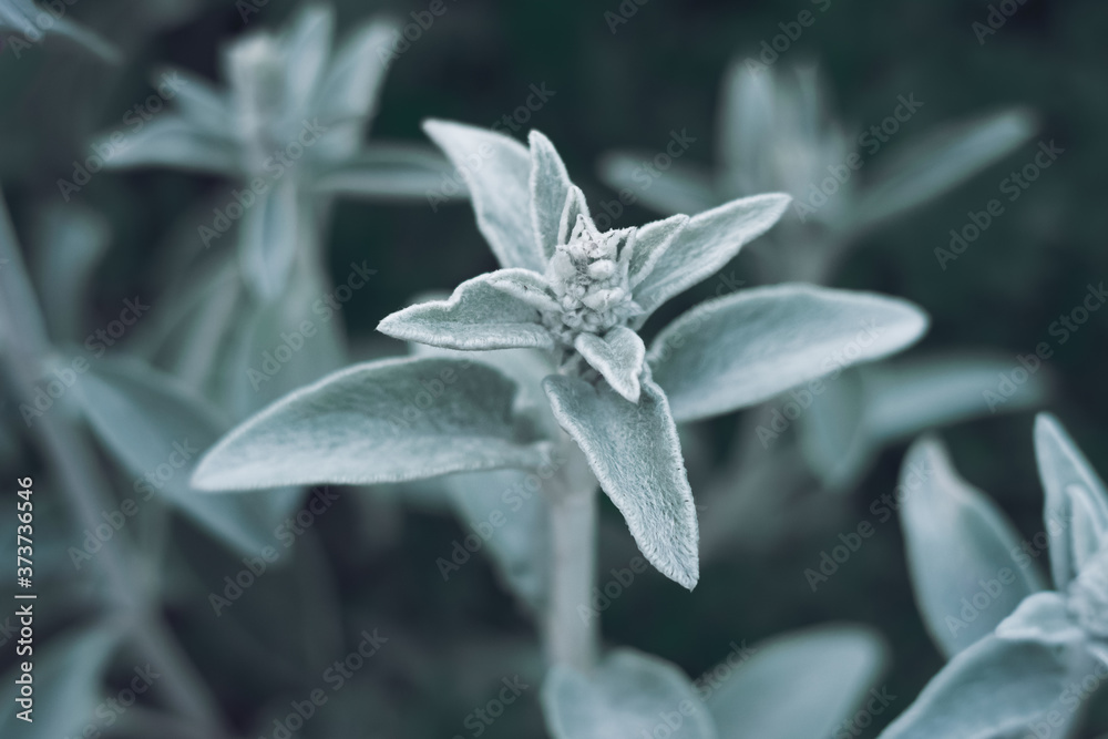 Cute Lambs ear (woolly hedgenettle) plant Cute Lambs ear (woolly hedgenettle) plant
