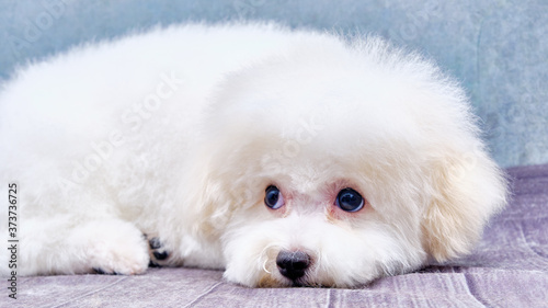 purebred Bichon Frise puppy lies and waits for the owner after grooming procedures.