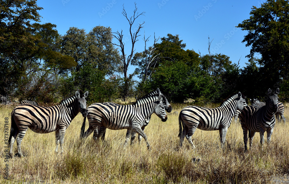 Fototapeta premium Zebras are African equines with distinctive black-and-white striped coats.