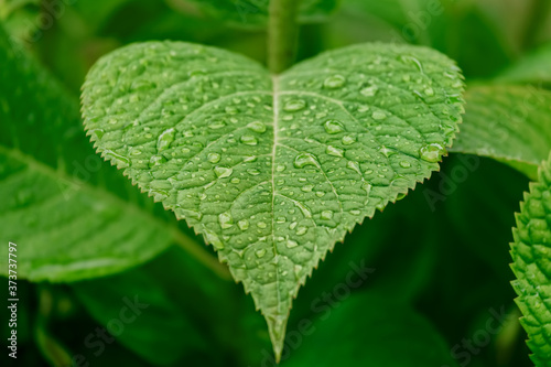 Hydrangea leaf in heart-shaped water drops.