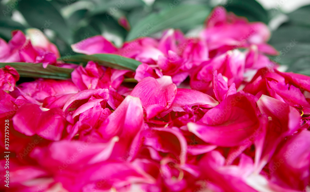 Abstract red flower background. Peony petals, top view. Bright rich red-purple texture with a peony pattern. Abstract red flower background. Peony petals, top view. Bright rich red-purple texture with a peony pattern.