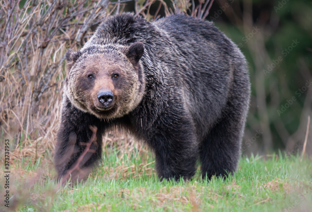 Grizzly bear in the wild Grizzly bear in the wild