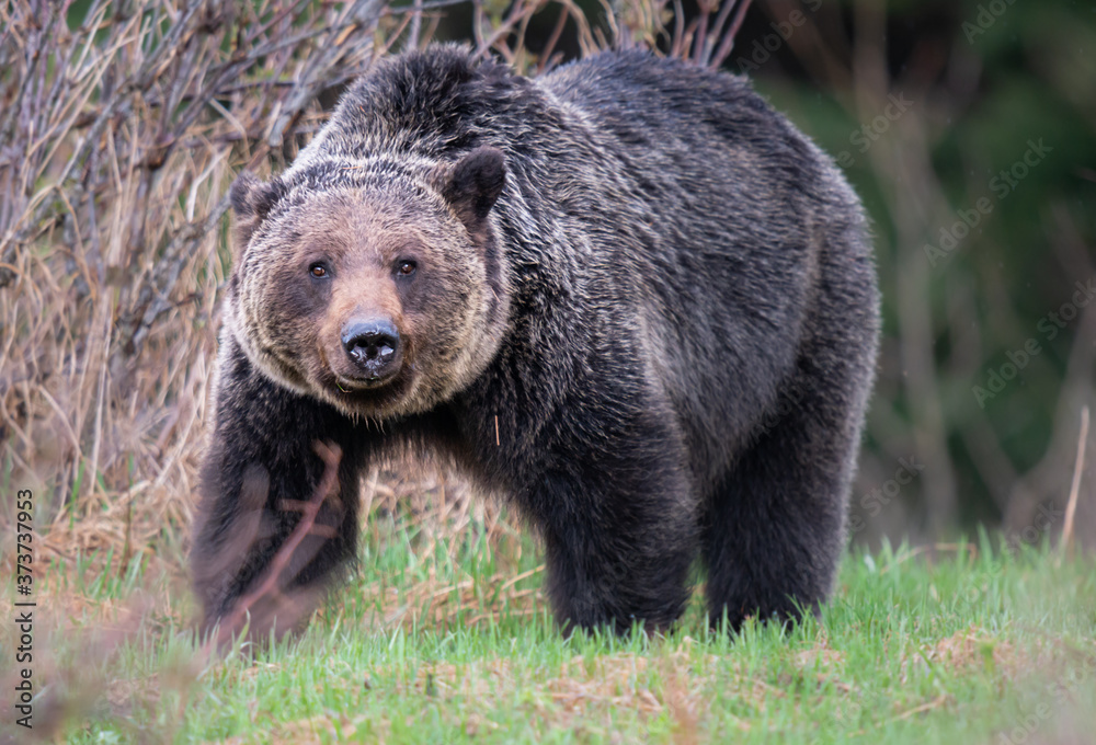 Grizzly bear in the wild