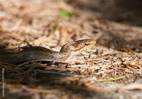 The smooth snake (Coronella austriaca)is a species of non-venomous snake in the family Colubridae. The species is found in northern and central Europe