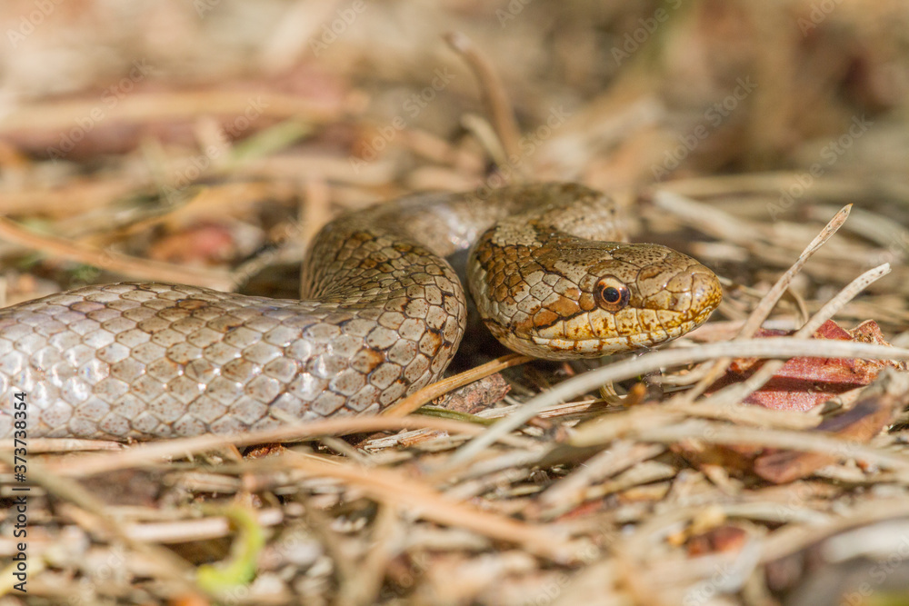 The smooth snake (Coronella austriaca) is a species of non-venomous snake in the family Colubridae. The species is found in northern and central Europe The smooth snake (Coronella austriaca) is a species of non-venomous snake in the family Colubridae. The species is found in northern and central Europe