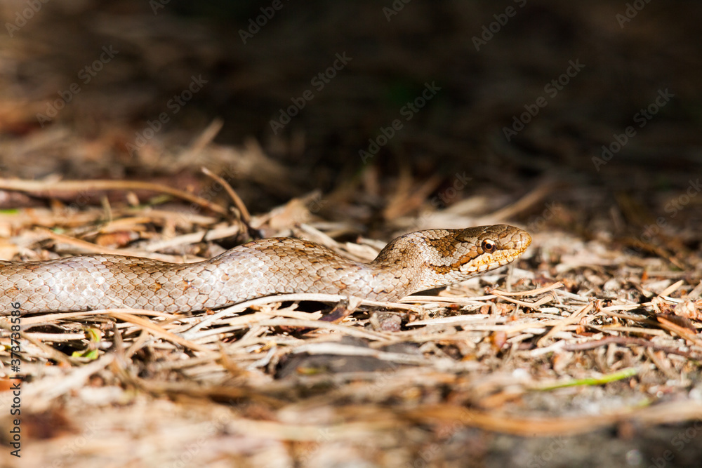 The smooth snake (Coronella austriaca) is a species of non-venomous snake in the family Colubridae. The species is found in northern and central Europe The smooth snake (Coronella austriaca) is a species of non-venomous snake in the family Colubridae. The species is found in northern and central Europe