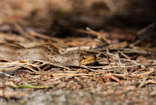 The smooth snake (Coronella austriaca) is a species of non-venomous snake in the family Colubridae. The species is found in northern and central Europe
