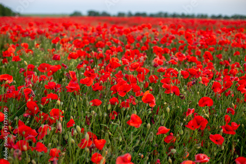 field of poppies © annakolesnicova