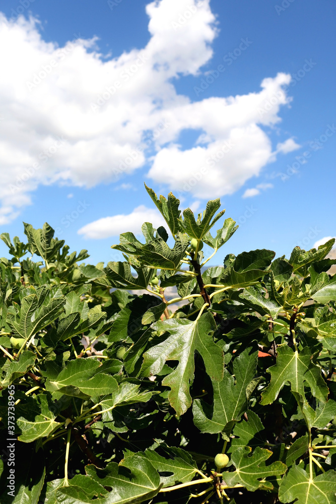 Fig tree in a Mediterranean garden. Fig tree in a Mediterranean garden.