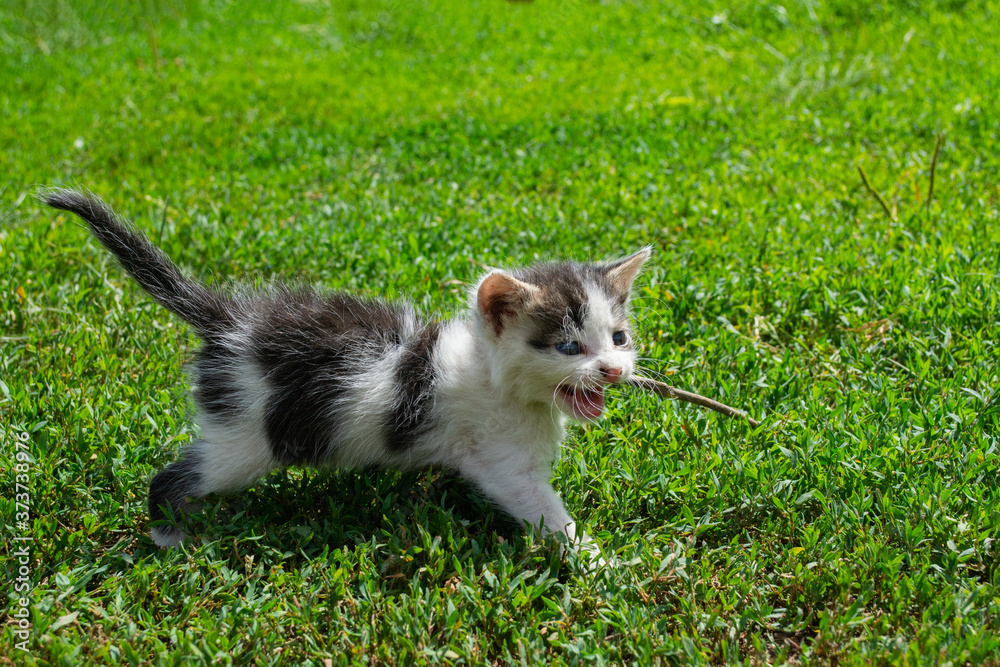 little stray kitten playing on the grass