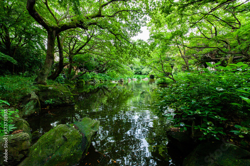 Fototapeta Naklejka Na Ścianę i Meble -  都内の川がある緑が綺麗な公園