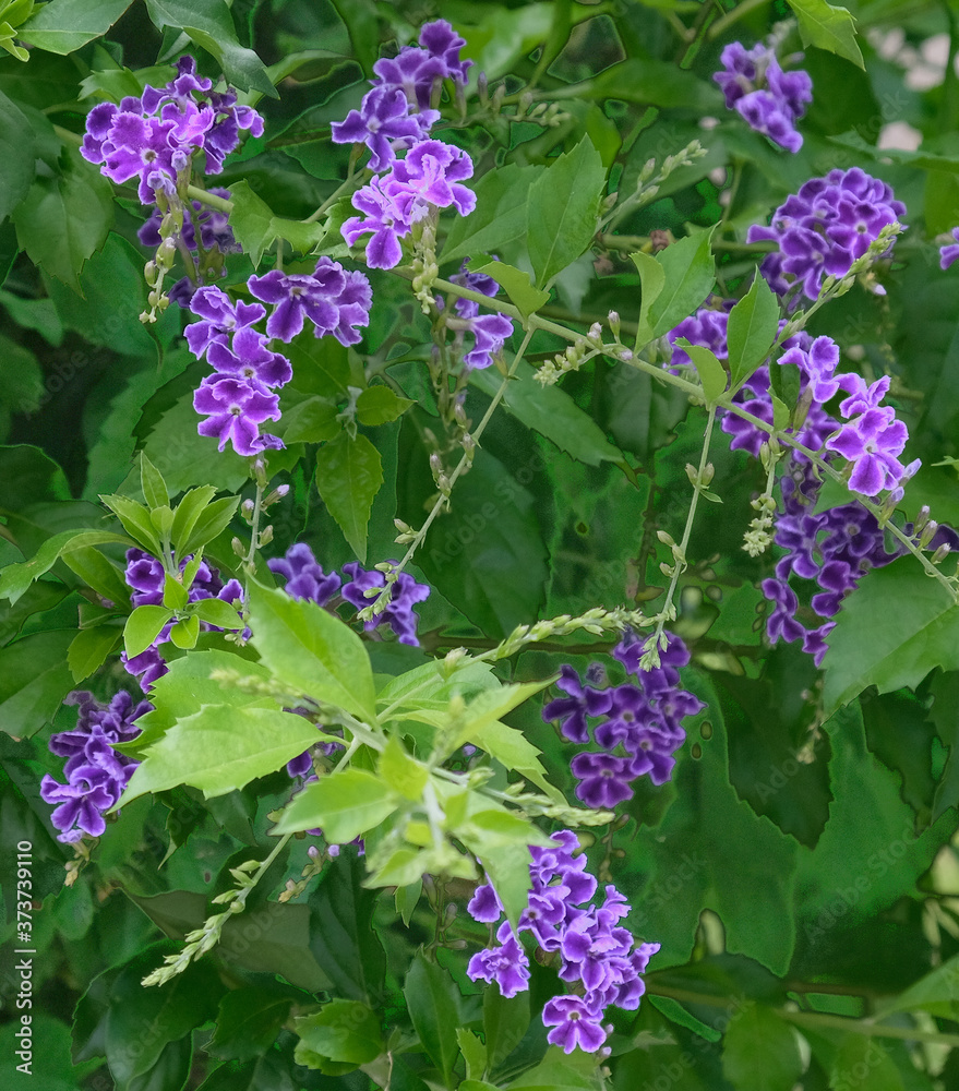 Decorative beautiful delicate flower - Duranta erecta is a species of flowering shrub in the verbena family Verbenaceae Decorative beautiful delicate flower - Duranta erecta is a species of flowering shrub in the verbena family Verbenaceae