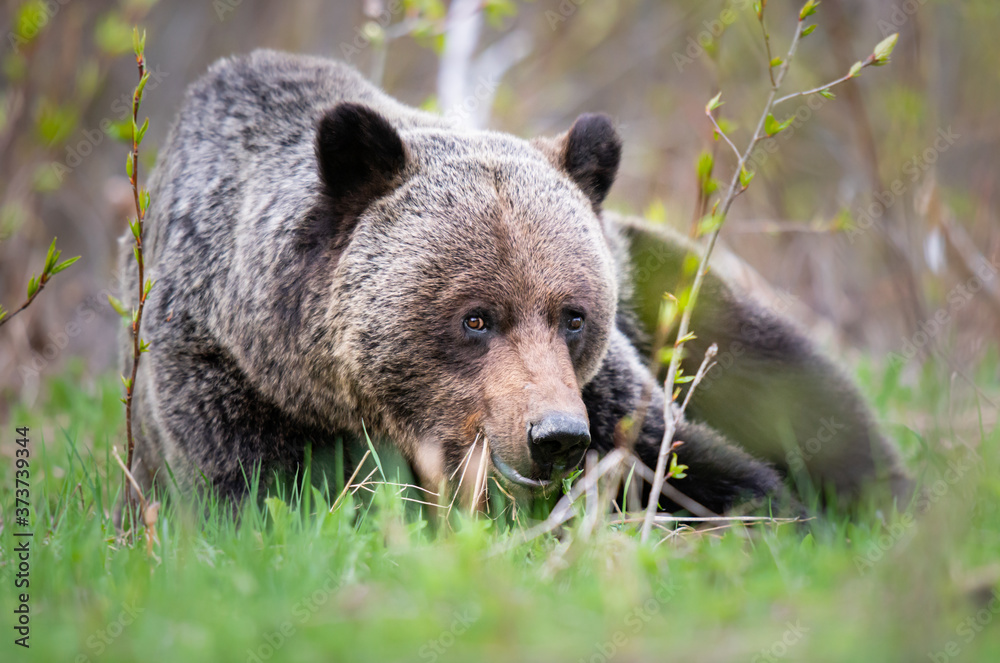 Grizzly bear in the wild