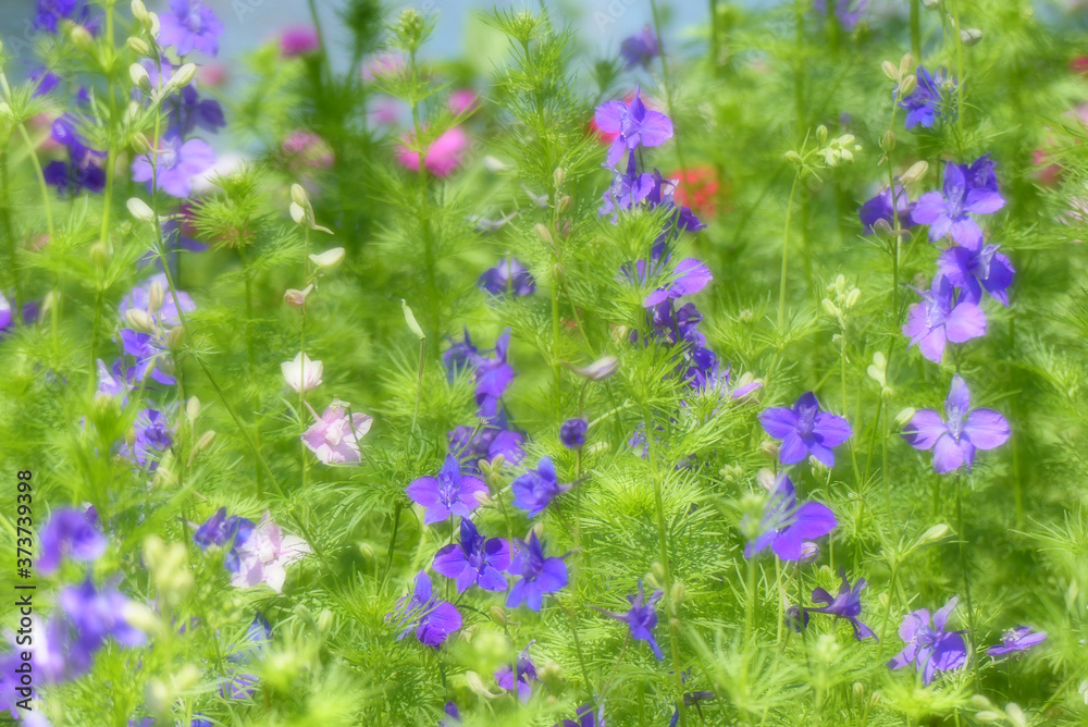 Fototapeta premium soft glow effect on wildflowers, mainly larkspur 