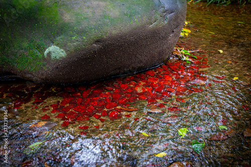 水中で赤く発色する石 photo