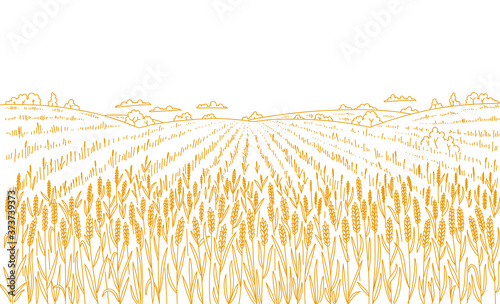 Agriculture wheat field. Hand drawn sketch. Rural landscape panorama. Cereal harvest. Dry grass meadow. Contour vector line. Bread wrapper. Copy space. photo