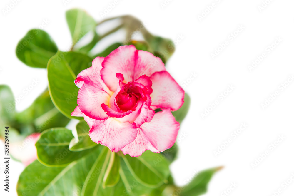 Pink flower Adenium Obesum plant with green leaves isolated on white background Pink flower Adenium Obesum plant with green leaves isolated on white background