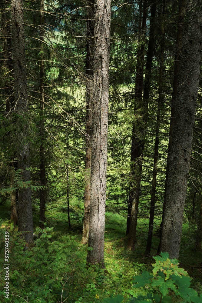 Coniferous forest in the Tyrolean Alps in summer Coniferous forest in the Tyrolean Alps in summer