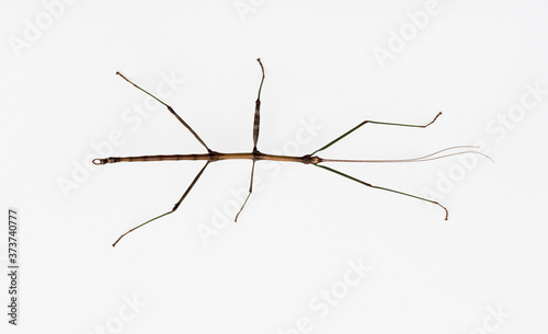 Four Inch Walking Stick Insect on White, Ohio, USA