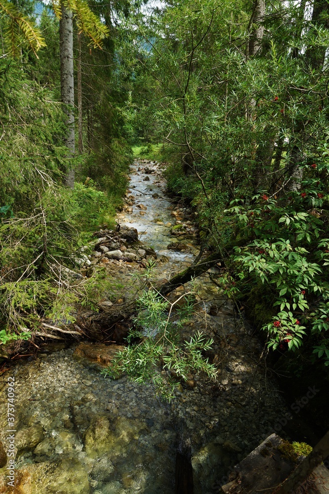 Fototapeta premium Forest in the Tyrolean Alps in summer