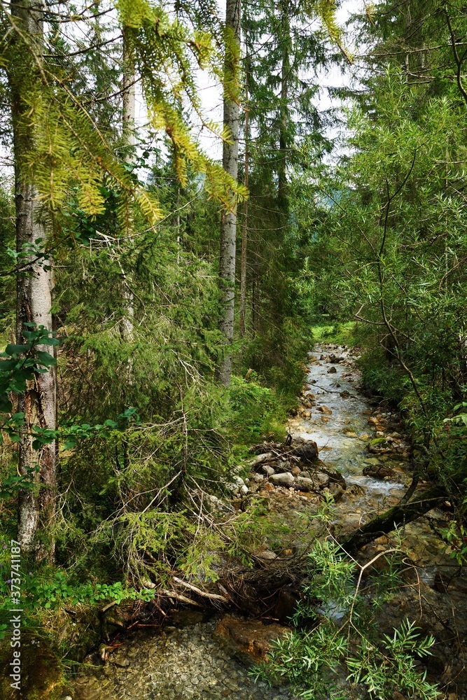 Fototapeta premium Forest in the Tyrolean Alps in summer