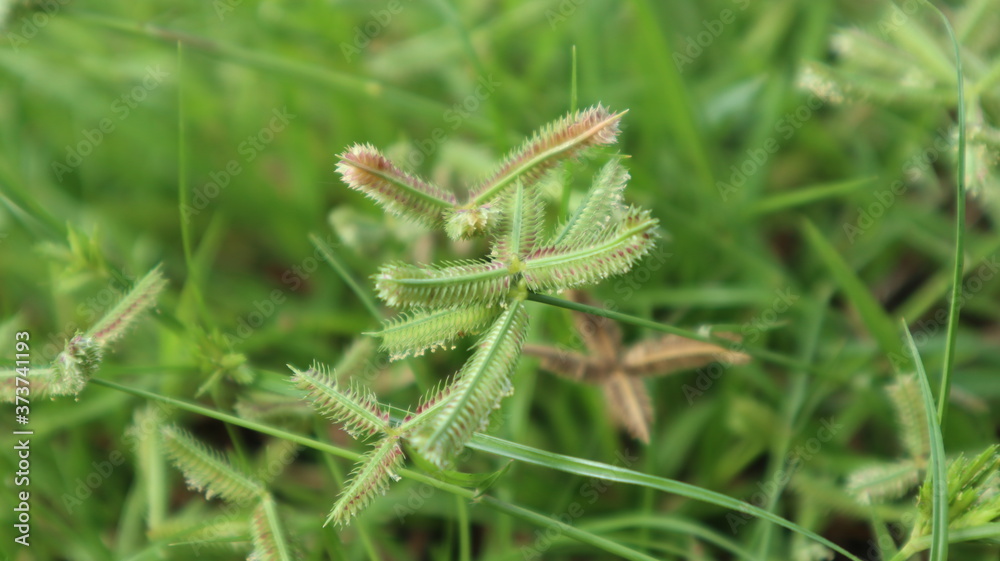 Crowfoot grass, Beach Wiregrass is a type of weed. Stock Photo | Adobe