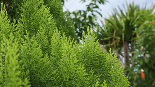 Green pine leaves in the garden