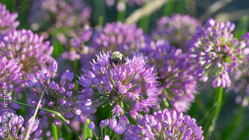 bumble bee on purple flower in summer garden