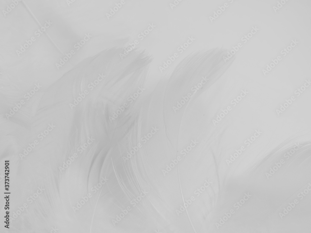 Beautiful abstract gray and white feathers on white background, soft brown feather texture on white pattern background, yellow feather background Beautiful abstract gray and white feathers on white background, soft brown feather texture on white pattern background, yellow feather background