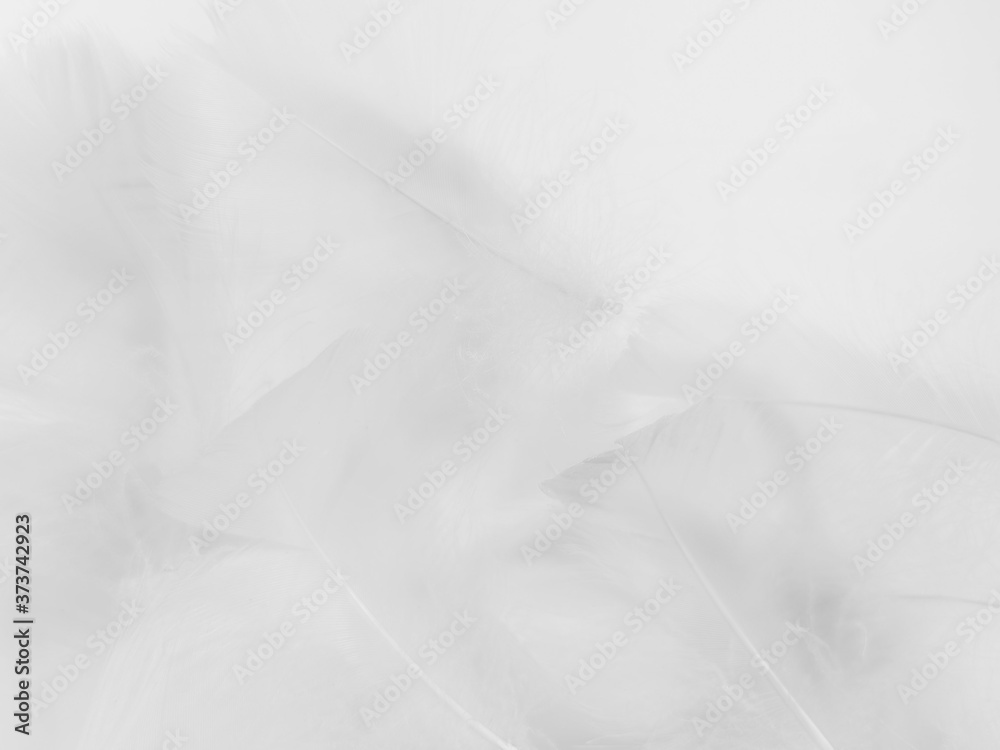 Beautiful abstract gray and white feathers on white background, soft brown feather texture on white pattern background, yellow feather background