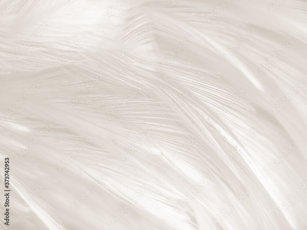 Beautiful abstract gray and white feathers on white background, soft brown feather texture on white pattern background, yellow feather background Beautiful abstract gray and white feathers on white background, soft brown feather texture on white pattern background, yellow feather background