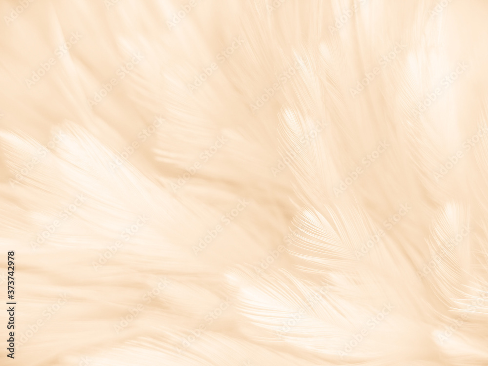 Obraz premium Beautiful abstract orange color and white feathers on white background, soft brown feather texture on white pattern background, yellow feather background