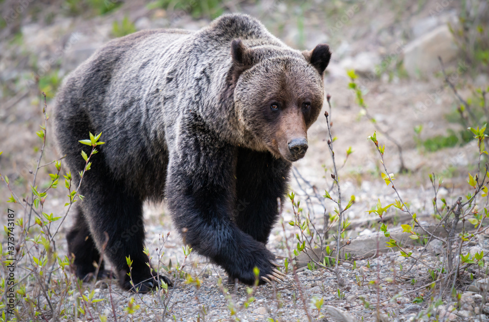 Fototapeta premium Grizzly bear in the wild