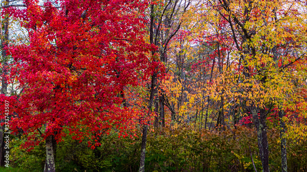 Autumn Falls on New England by Constantine Autumn Falls on New England by Constantine